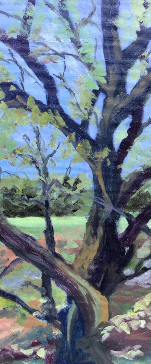 The twisted tree by Julian Lovegrove Art