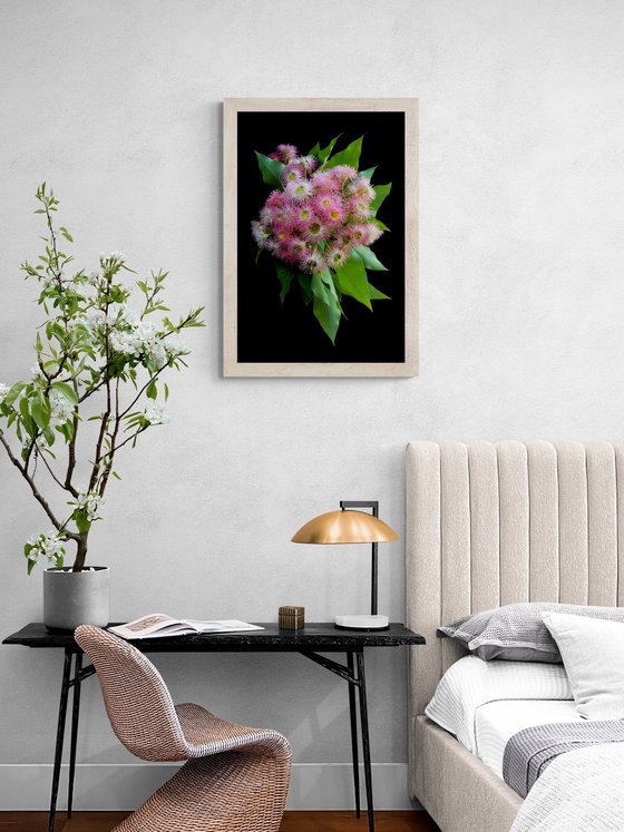 Corymbia Precious Pearl