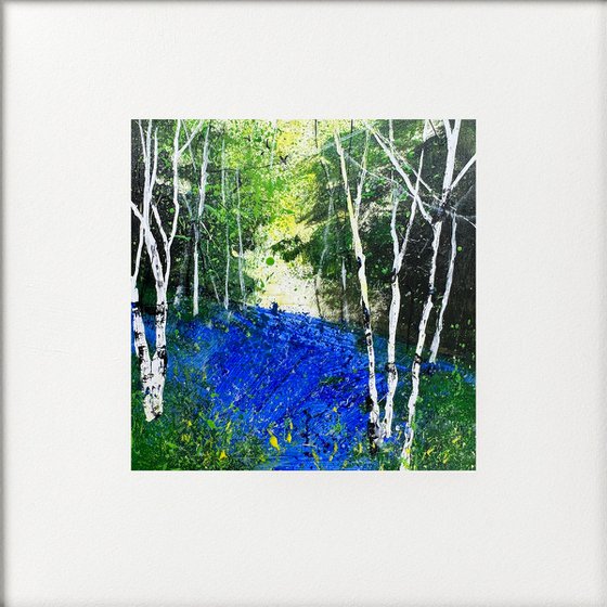 Silver Birches Bluebells