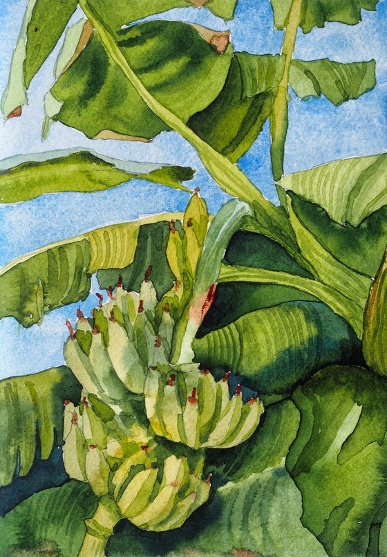 Banana plants - orignal tropical green watercolor