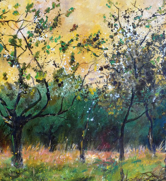 Orchard in spring