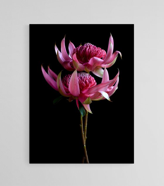 Pink Waratah Pair