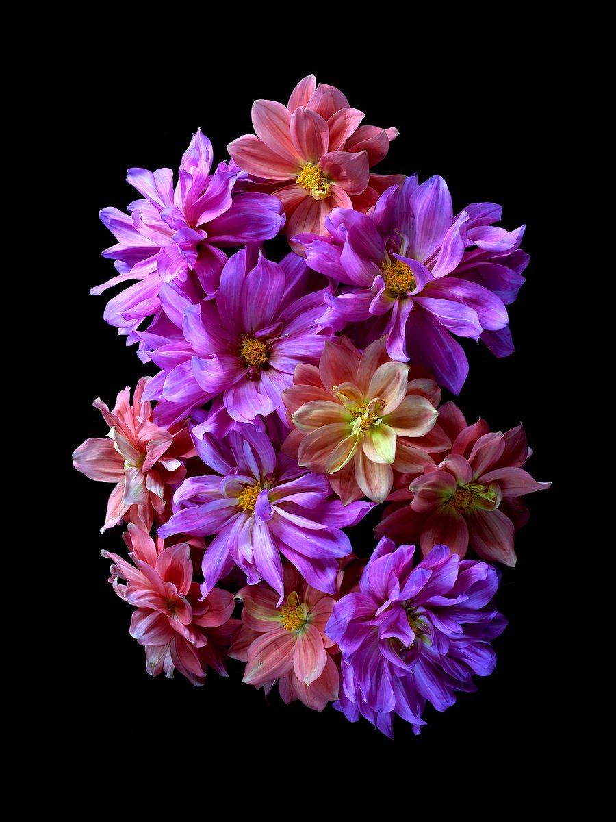 Botanical Photograph By Nadia Culph, 24 X 31", Pink And Peach Dahlias, Original Artwork