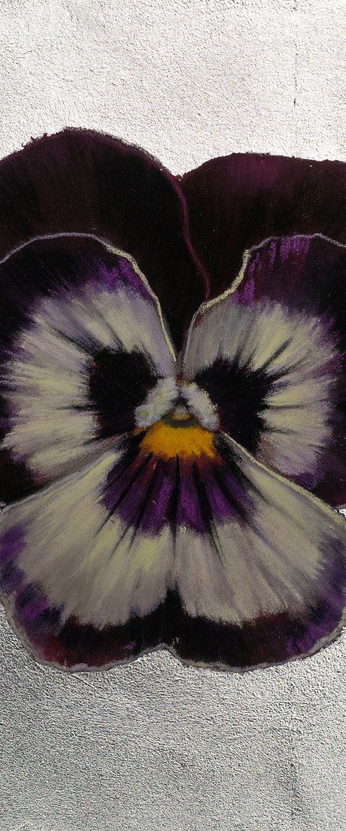 Pansy #15 by Oxana Babkina