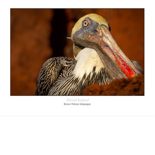 Brown Pelican Galapagos by David Ireland LRPS