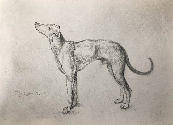 Greyhound