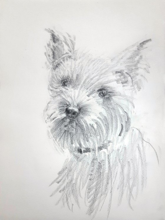 Biewer Terrier and Terrier