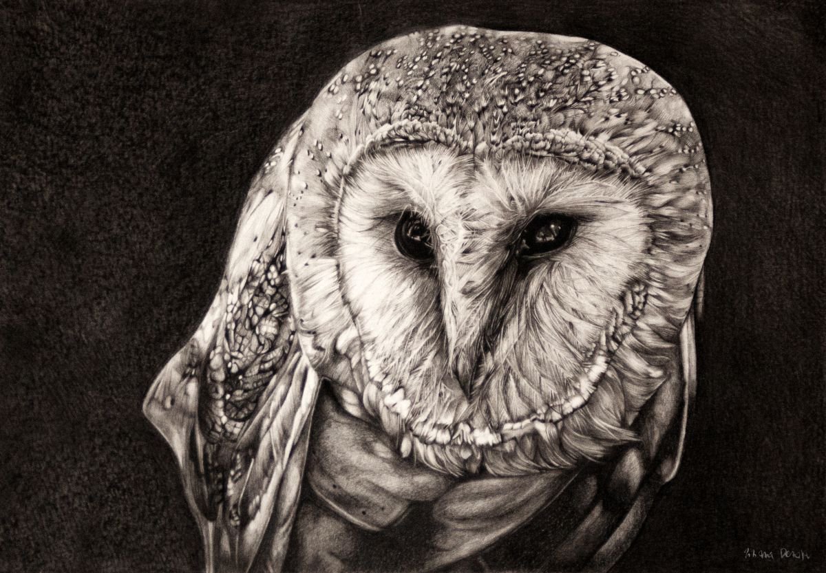 Barbagianni - Barn Owl by Tiziana Derosa