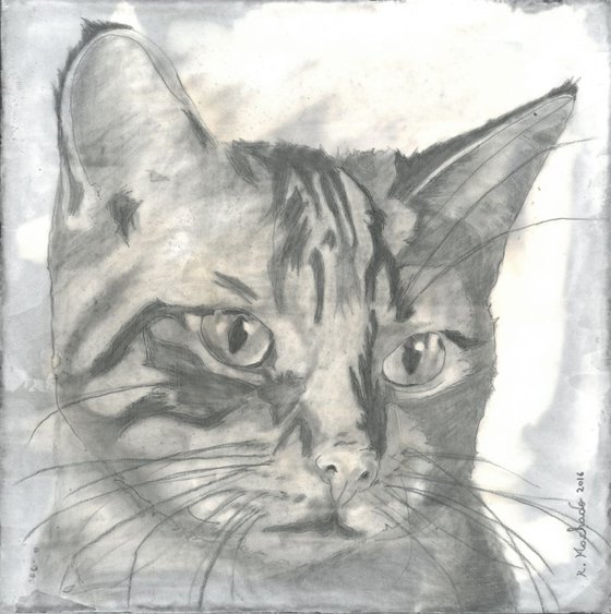 Cat | Animal Painting