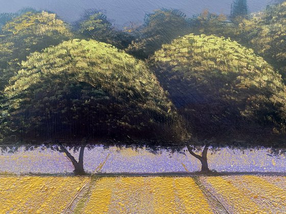 Lavender Fields 1
