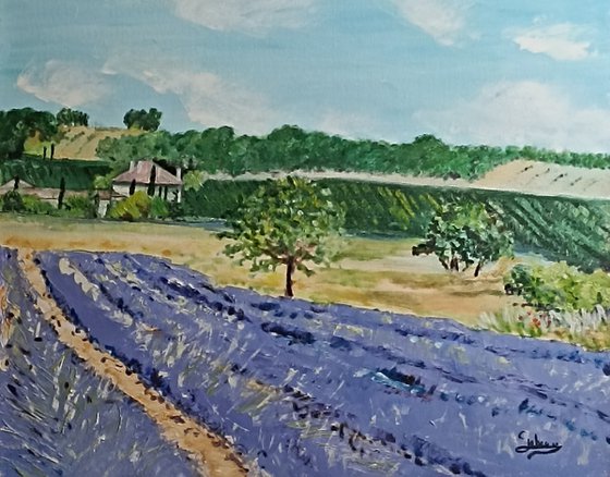Lavender vineyard