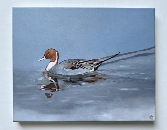 Pintail Duck