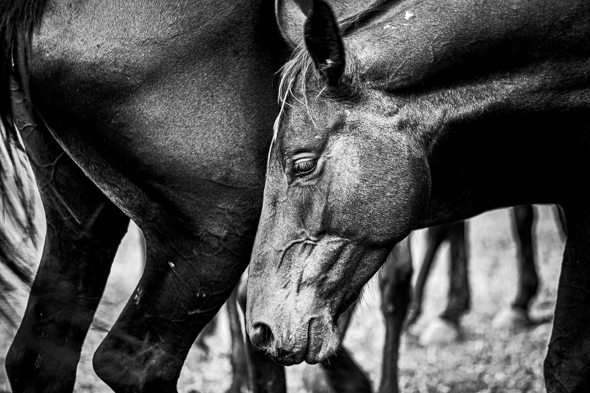 Wild Horse by Salvatore Matarazzo