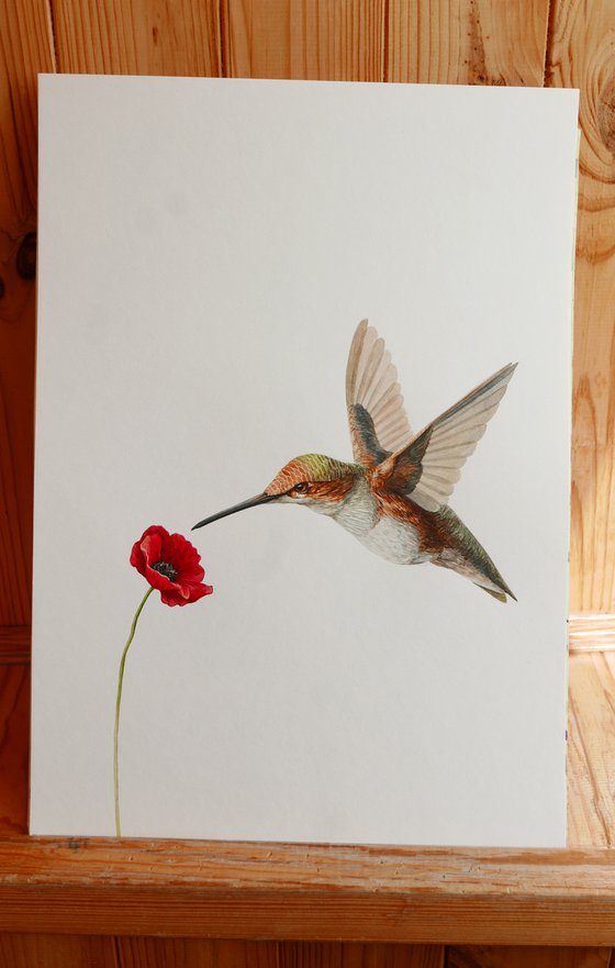 Hummingbird with poppy