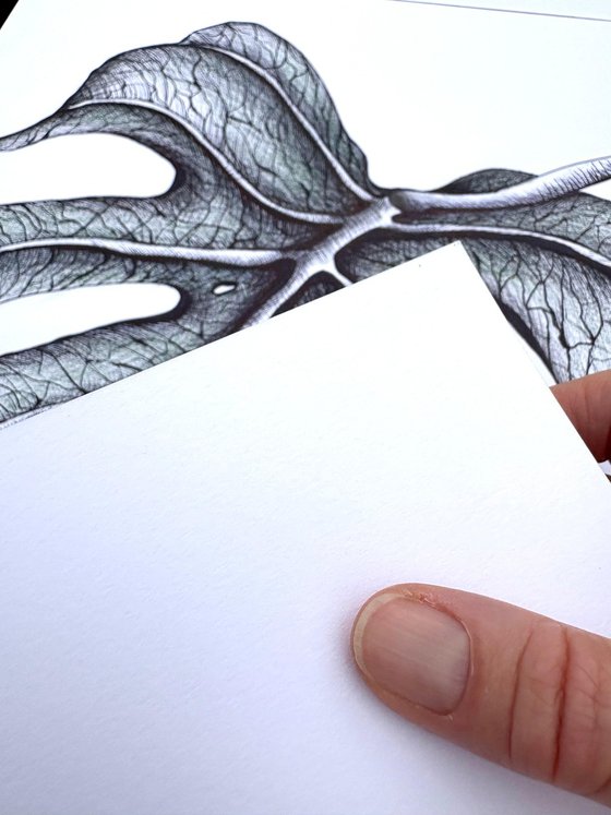 SINGLE MONSTERA LEAF