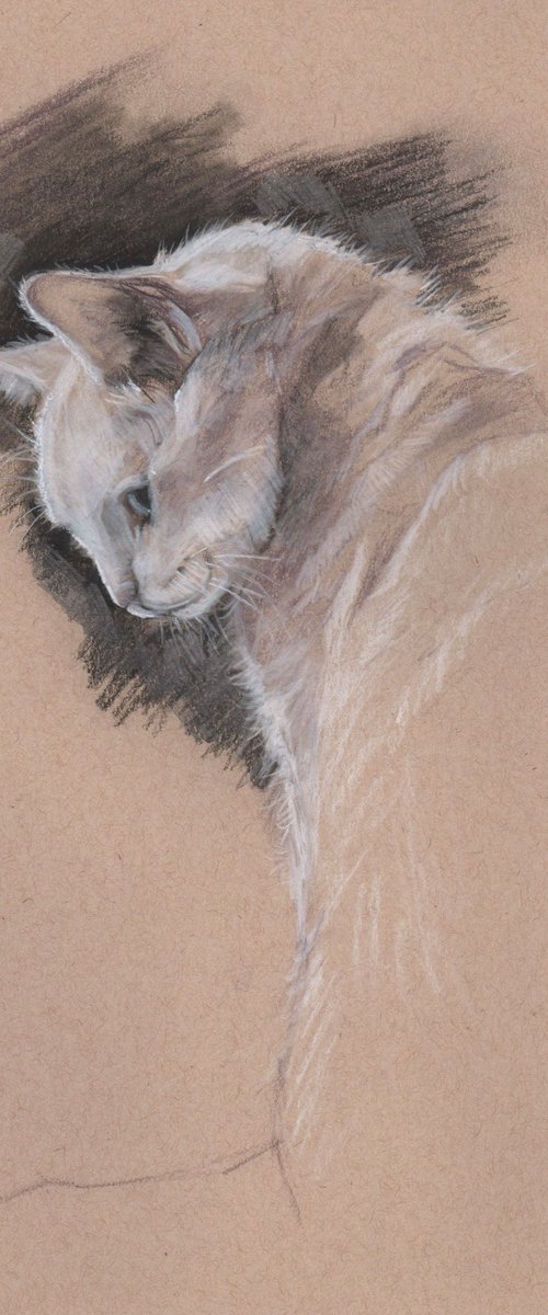 Cat Study by Sarah Stowe