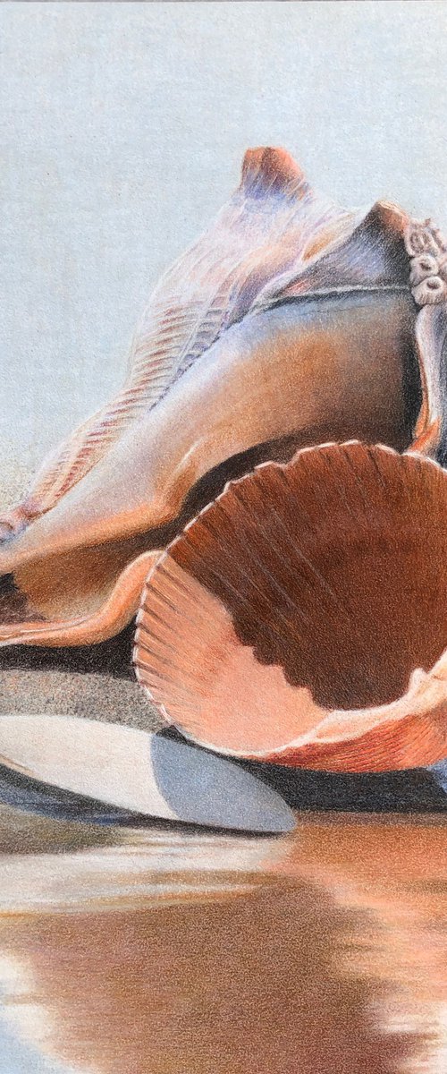 Seashells by Linda Kuhlmann