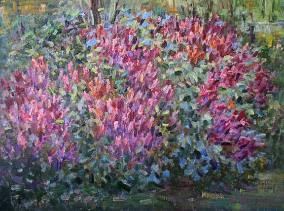 The lilac tree aflame