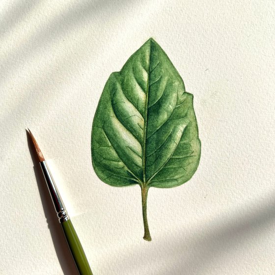 Hibiscus leaf.
