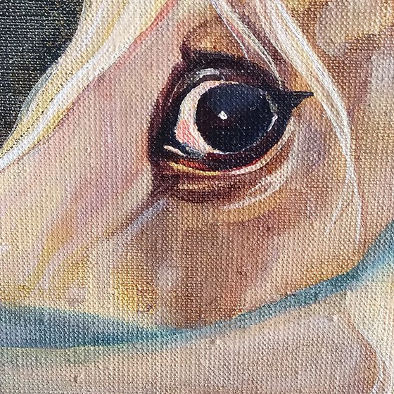 Gaze