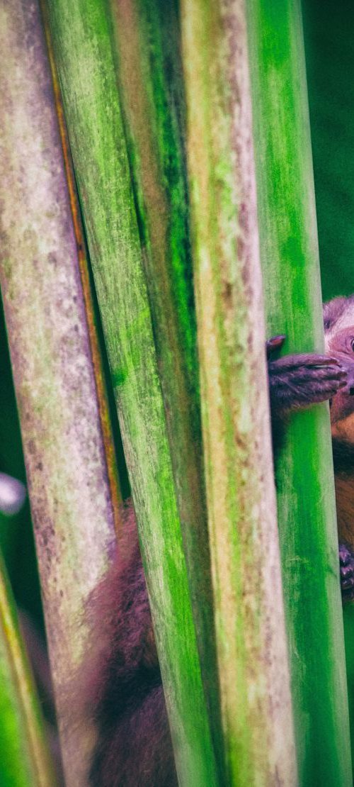 Rainforest Monkey #2 by Marc Ehrenbold