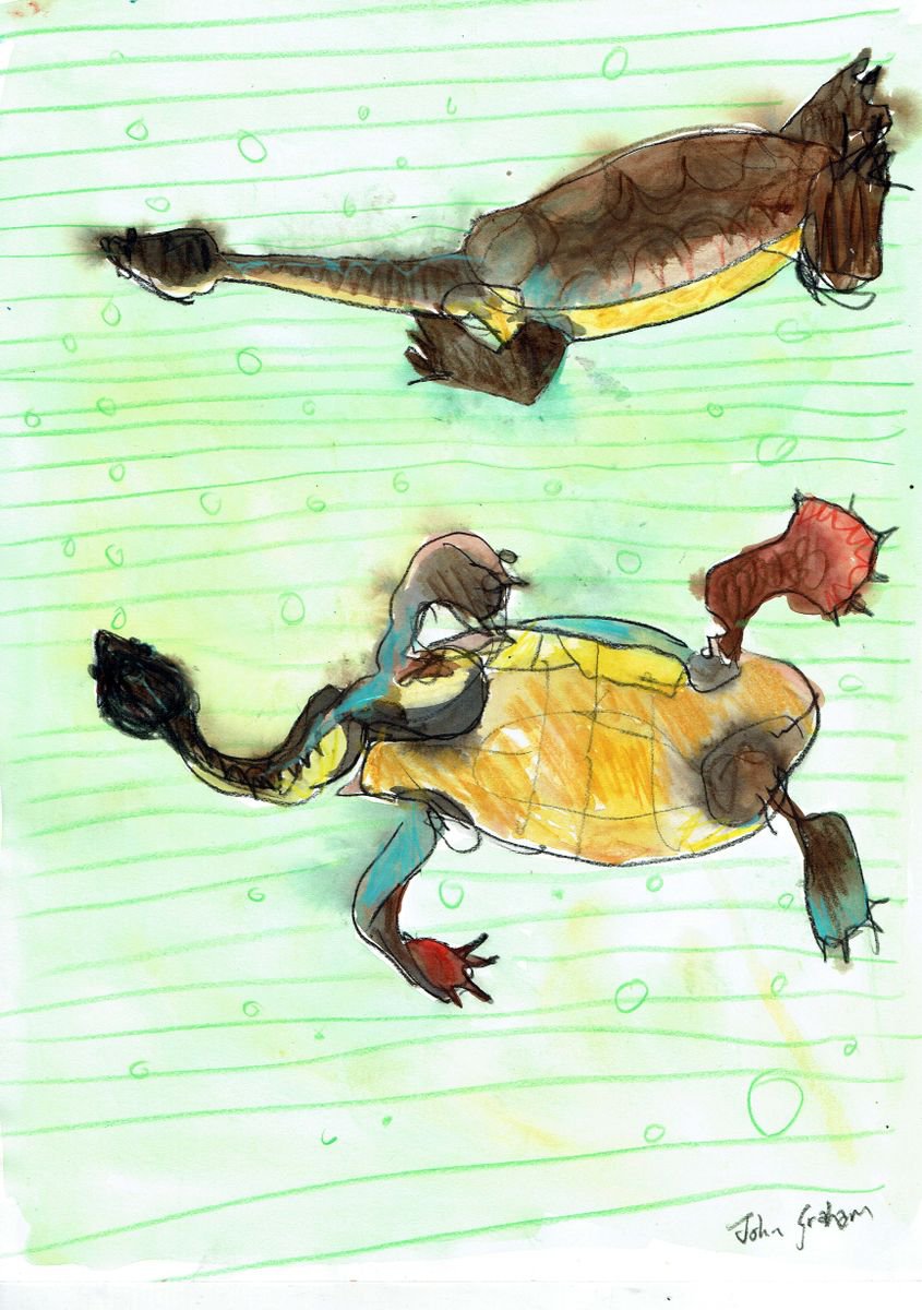 Turtle by John Graham