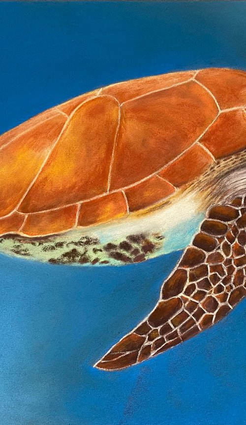 Sea turtle by Maxine Taylor