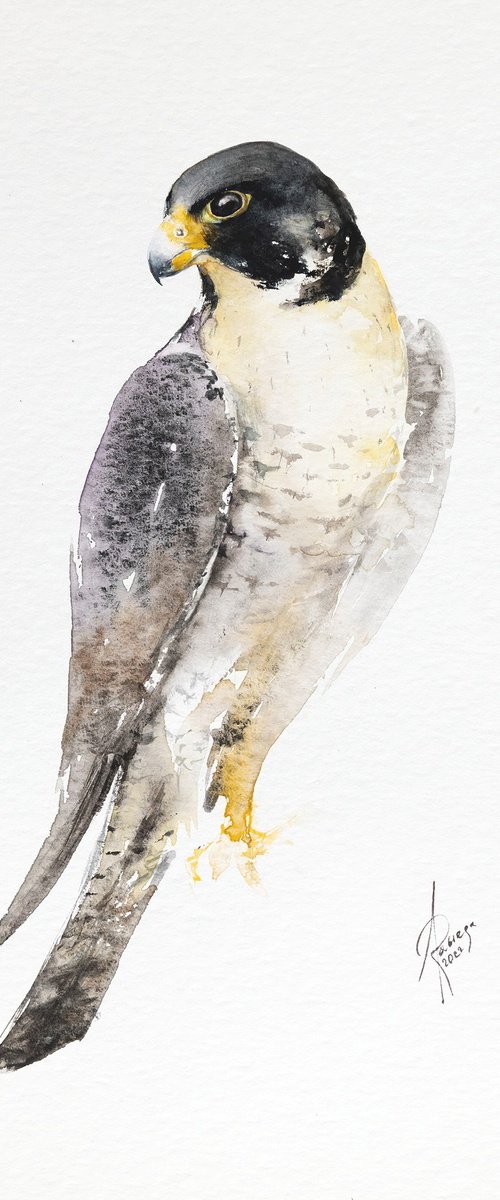 Peregrine falcon by Andrzej Rabiega