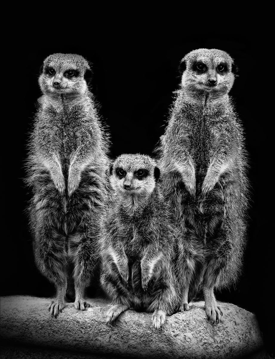 Photorealistic Photograph , 3 Meerkats By Paul Nash, 16 X 24, Artwork For Sale On Artfinder