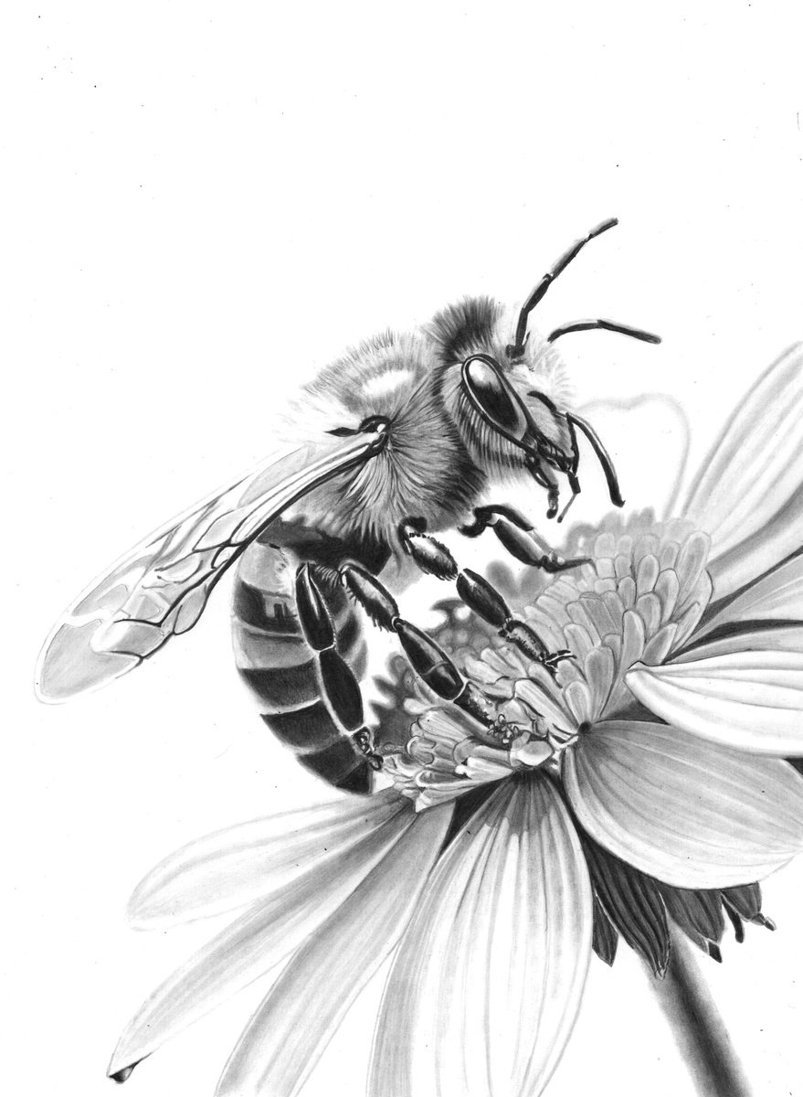 Photorealistic Animal Pencil Drawing By Paul Stowe, 11 X 14", Bee In Pencil #4, Original Artwork