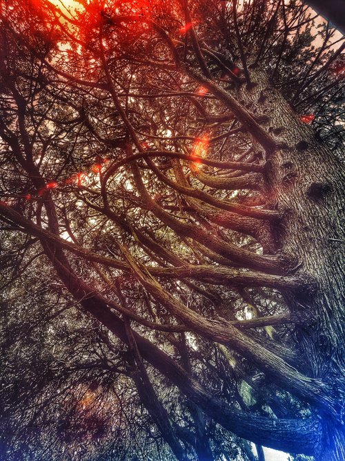 Cypress by Mattia Paoli