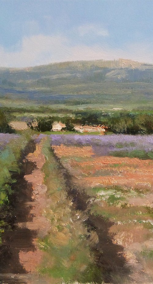 Lavender Plateau des Roméyères by Pascal Giroud