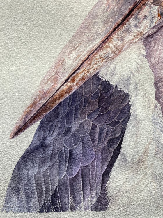 African Marabou stork, bird portrait