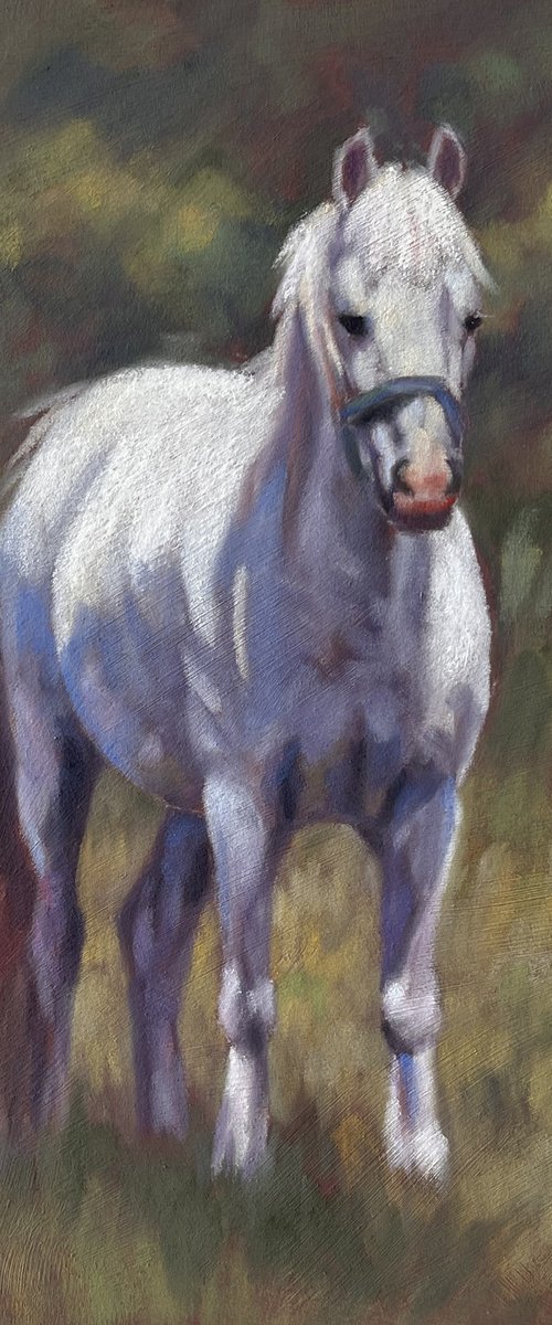 White Pony by Lorna Lancaster ASEA