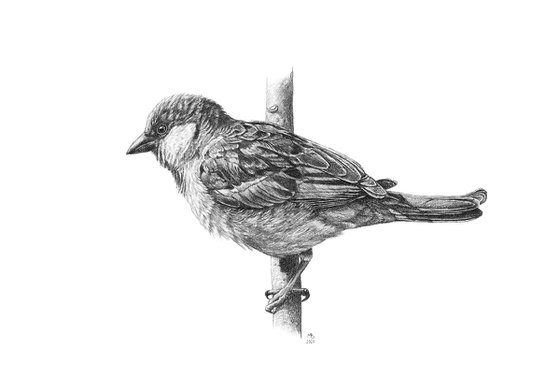 Original graphite pencils drawing bird "House sparrow"