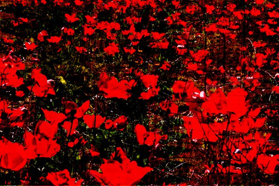 Poppies field