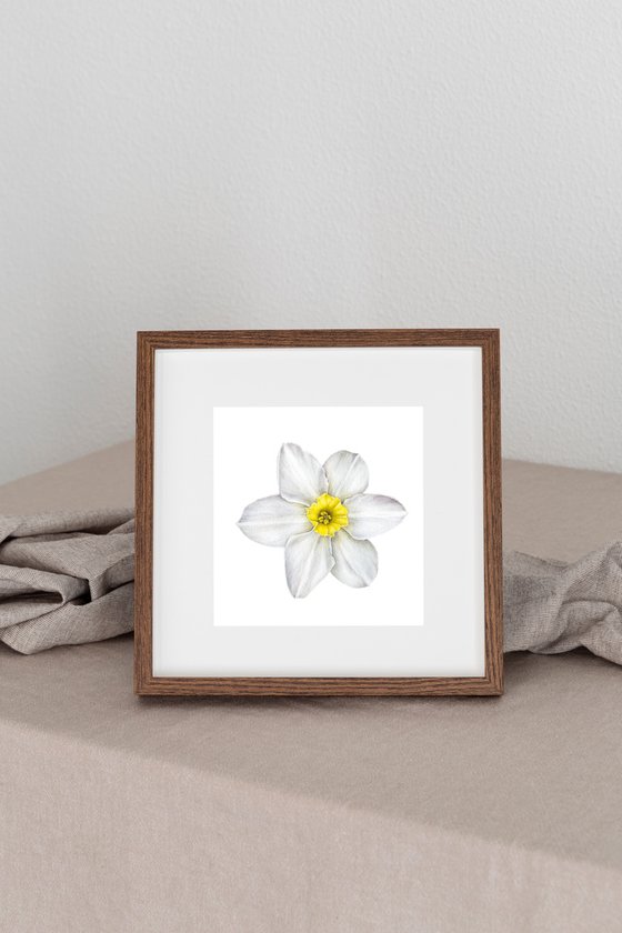 White flower Narcissus biflorus Watercolor