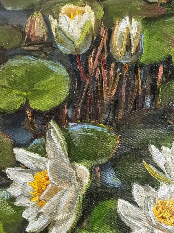Water lilies