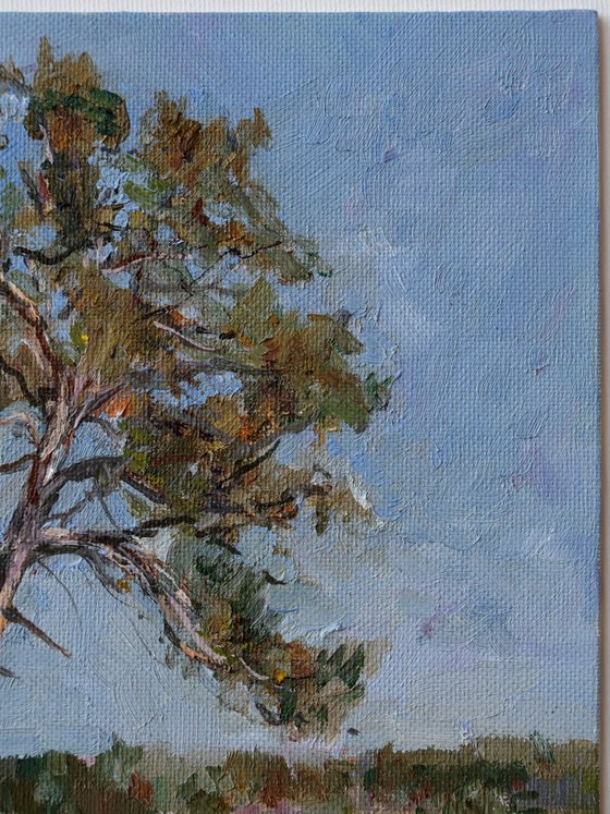 Pine Tree On A River Bank Study