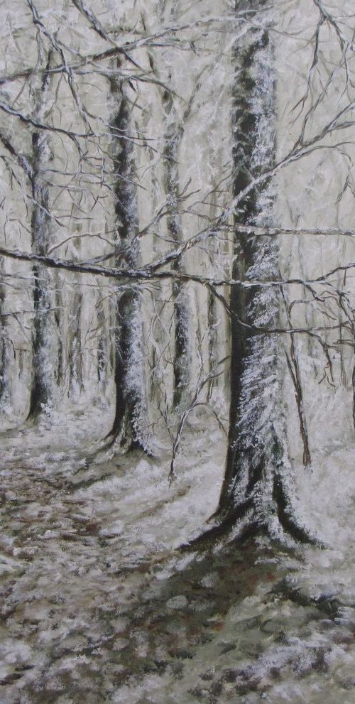 Beech Trees in snow by Christine Gaut