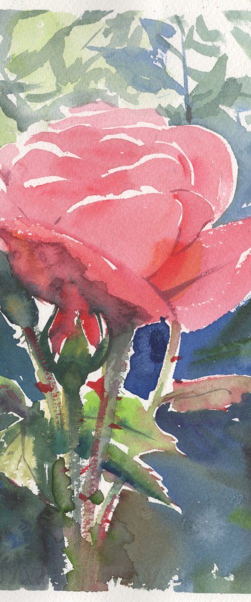 Rose watercolor painting art by Samira Yanushkova