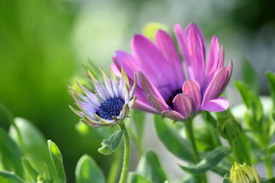 African daisies