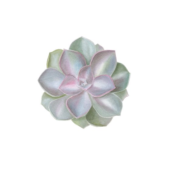 Echeveria rosa, Succulent plant