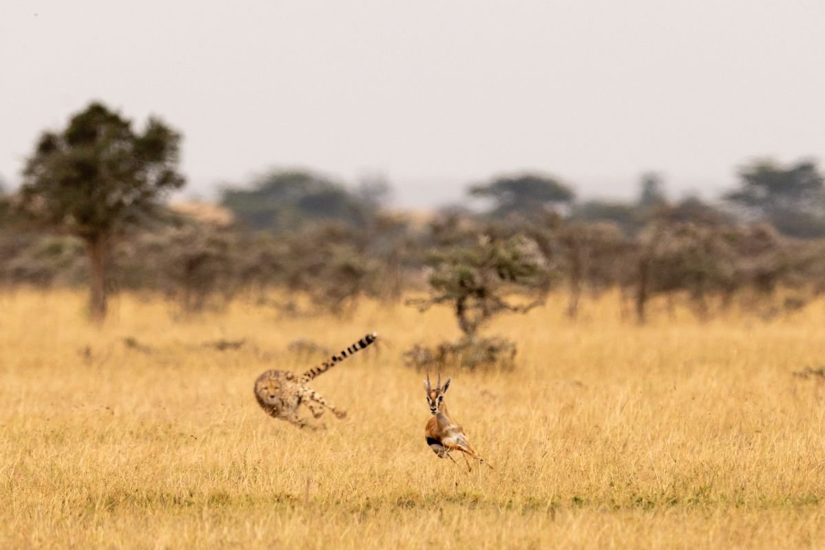 Photorealistic Animal Photograph By Nick Dale, 33 X 26", Cheetah Chaser, Original Artwork