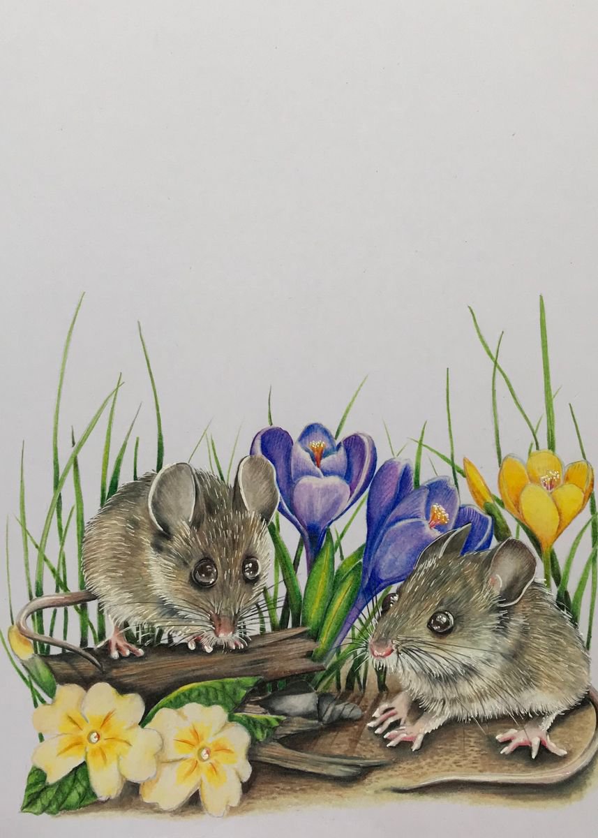 Pencil Drawing , Spring Mousies By Karen Elaine Evans, 11 X 14, Artwork For Sale On Artfinder