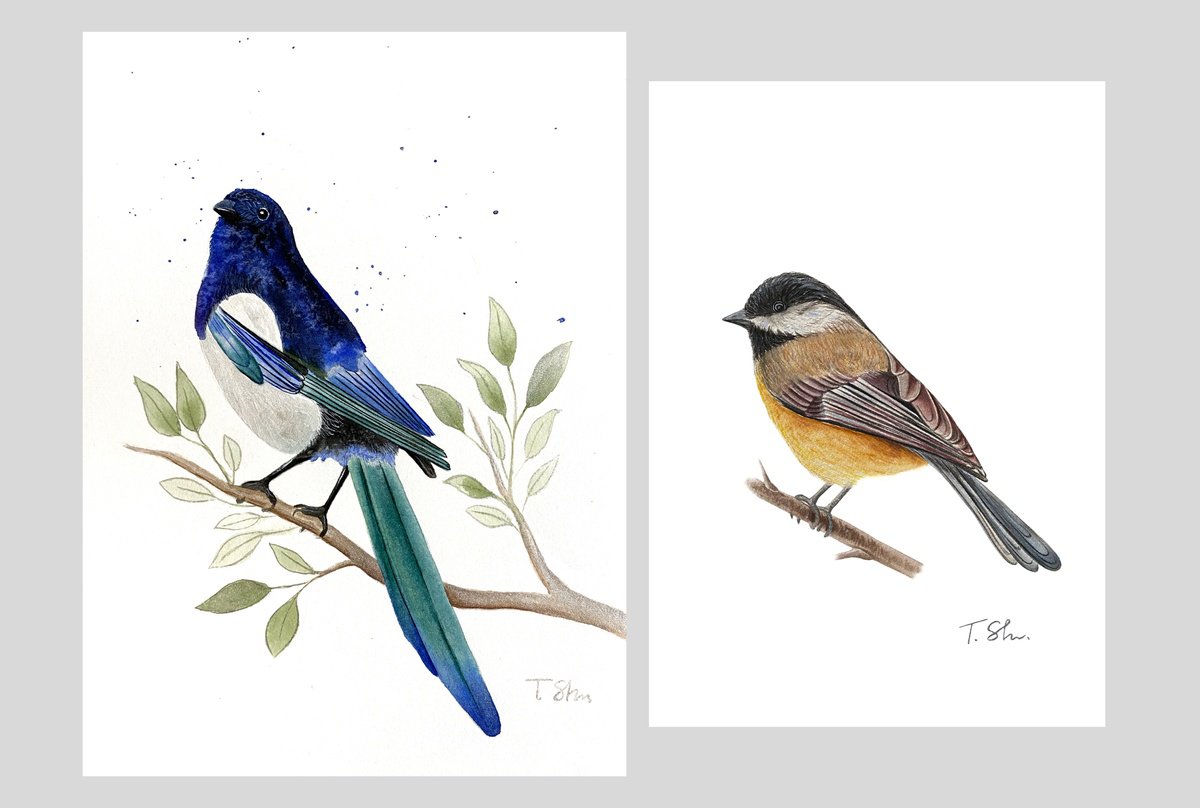 Photorealistic Watercolour , Titmouse And Magpie Set Of Two By Tina Shyfruk, 8 X 12, Artwork For Sale On Artfinder