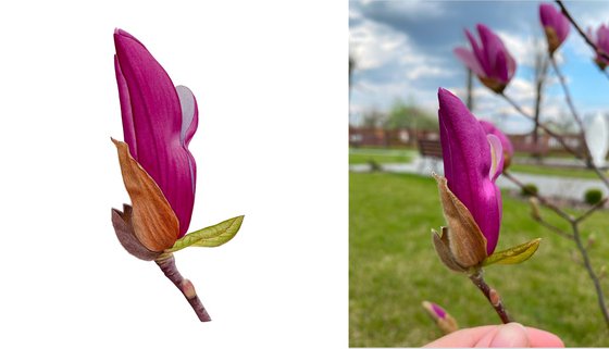 Magnolia bud