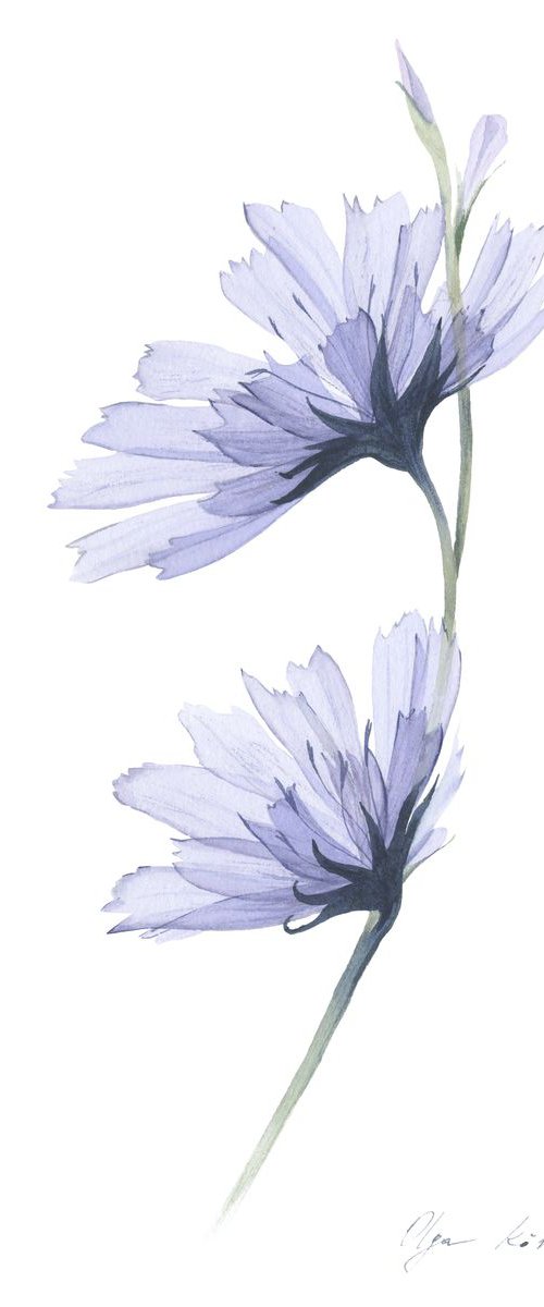Transparent Сhicory by Olga Koelsch