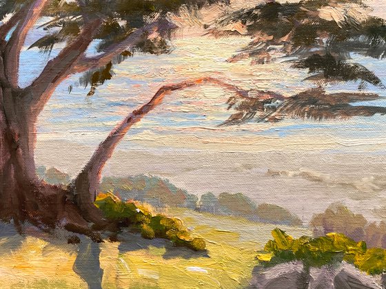 Backlit Monterey Cypress