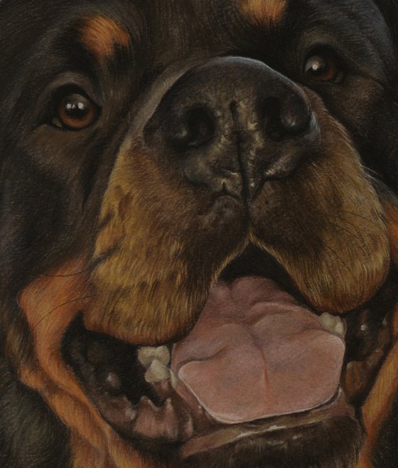 Pastel portrait of Rottweiler